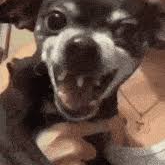 Evil Dog